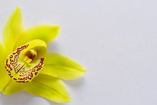 Żółta Orchidea Zielonymi Liśćmi Białym Tle — Zdjęcie stockowe