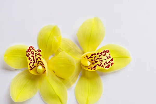Fleur Orchidée Isolée Sur Fond Blanc Avec Espace Copie Pour — Photo