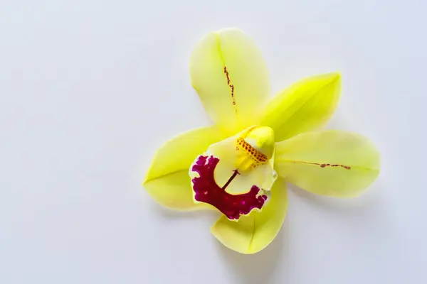 Kwiat Storczyk Białym Tle — Zdjęcie stockowe