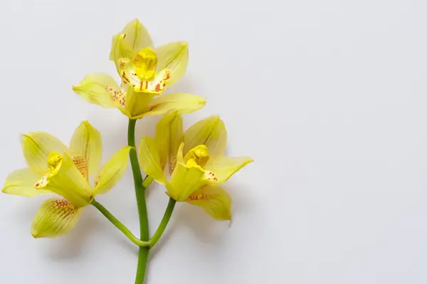 Kwiat Lilii Białym Tle — Zdjęcie stockowe