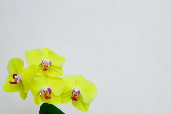 Beautiful Flowers White Background — Stock Photo, Image