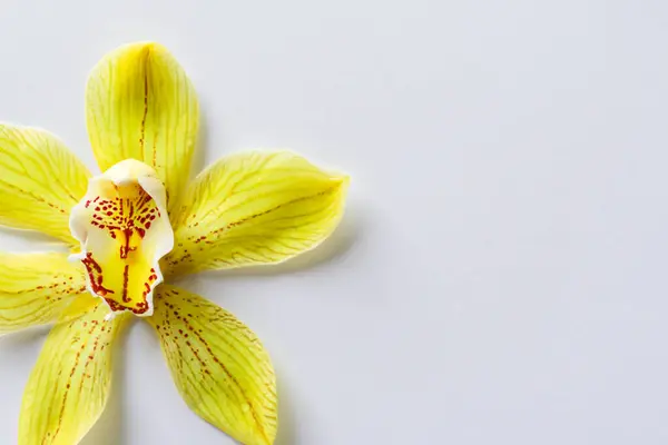 Kwiaty Storczyk Białym Tle — Zdjęcie stockowe