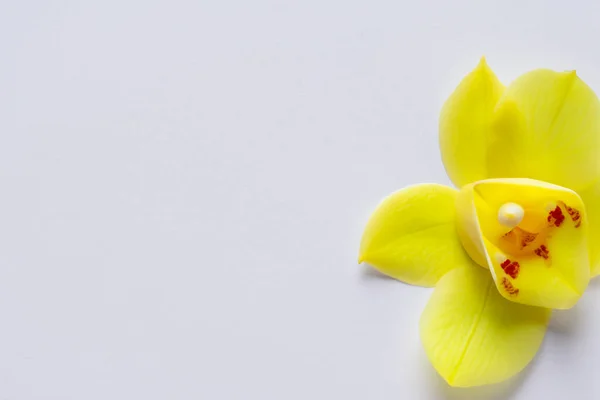 Belle Orchidée Jaune Sur Fond Blanc Gros Plan — Photo