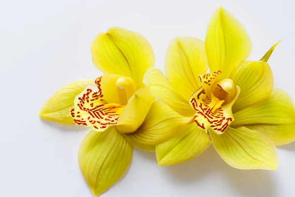 Żółty Kwiat Storczyk Białym Tle Zbliżenie — Zdjęcie stockowe