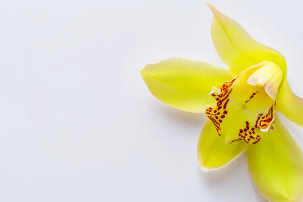 Orchidée Blanche Fleur Gros Plan — Photo