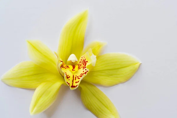 Belle Orchidée Jaune Sur Fond Blanc — Photo