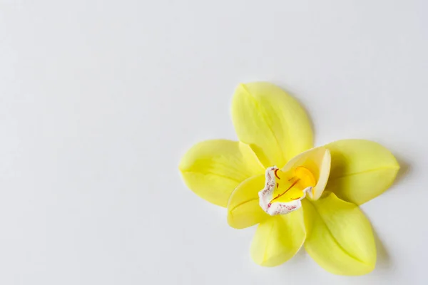Fleur Orchidée Sur Fond Blanc — Photo