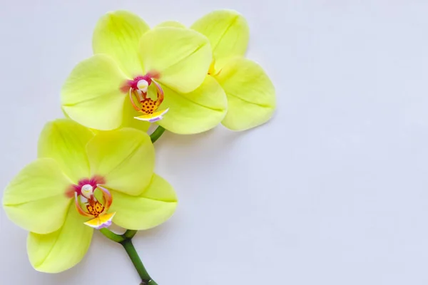 Fleur Orchidée Jaune Sur Fond Blanc Espace Copie Plat Vue — Photo