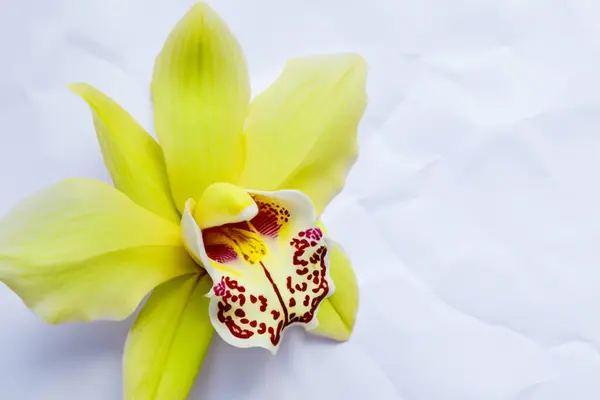 Gros Plan Fleur Blanche Avec Orchidée Jaune Rouge — Photo