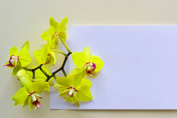 Sárga Orchidea Virág Üres Kártyát Szöveg Fehér Alapon — Stock Fotó