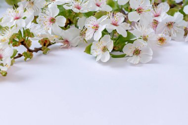 Beyaz kağıt üzerinde Güzel Beyaz Kiraz Çiçeği