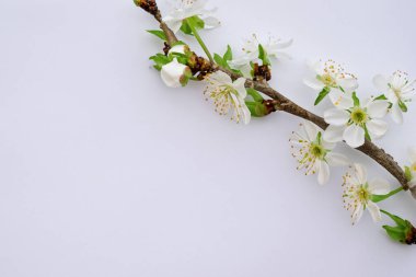 bahar arkaplanı, kiraz çiçeği, beyaz çiçek, beyaz arkaplan, beyaz çiçekler, beyaz kiraz, kiraz, dal, ilkbahar çiçeği, ilkbahar, kiraz,