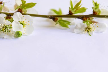 Beyaz arkaplanda kiraz çiçekleri