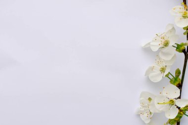 Beyaz arka planda bahar çiçekleri