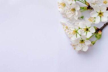 Beyaz ahşap arka planda beyaz kiraz çiçekleri