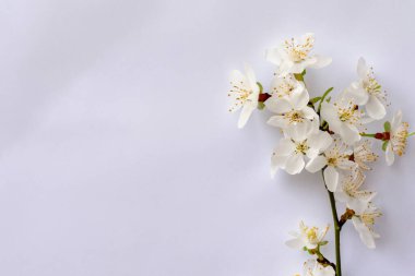 Beyaz çiçekler ve elma ağacı olan beyaz bir dal. bahar arkaplanı, tebrik kartı, davet.