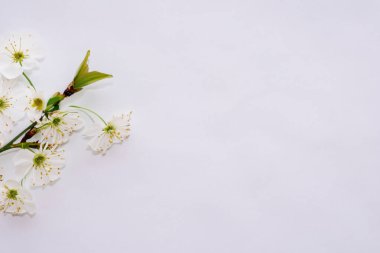 kopyalama alanı olan bahar çiçekleri, üst görünüm