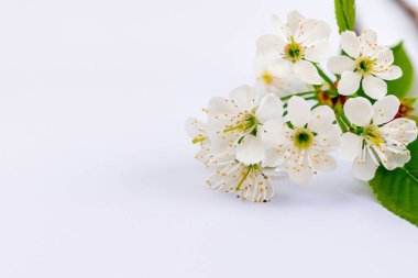 beyaz arka planda kiraz çiçeği.