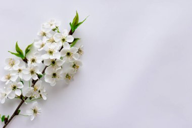 Beyaz kiraz çiçekleri açan bahar arkaplanı