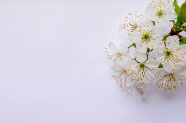 Bahar geçmiş kiraz çiçekleri ile