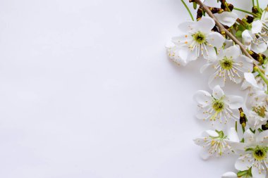 Bahar çiçeği. Beyaz arka planda beyaz kiraz çiçekleri