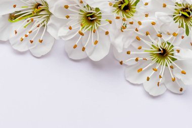 Beyaz arka planda beyaz kağıtlı güzel beyaz çiçekler.