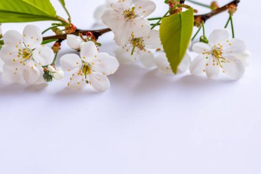 Beyaz arkaplanda elma ağacının beyaz çiçekleri