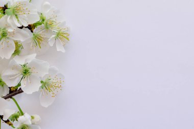 Beyaz arkaplanda kiraz çiçekleri