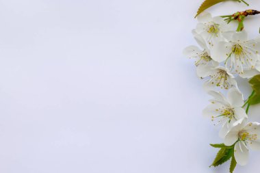 İzole edilmiş beyaz arkaplanda beyaz çiçekler ve metinleriniz için bir yer.