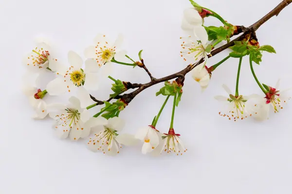 White Blossom Cherry Flowers White Background — Stock Photo, Image