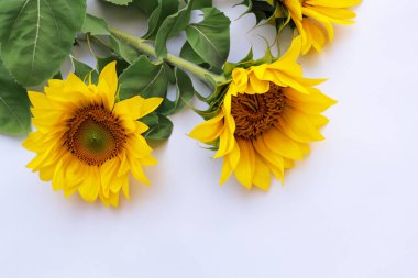 Beyaz masada sarı ve turuncu ayçiçeği
