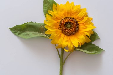 sunflower isolated on white background. clipart