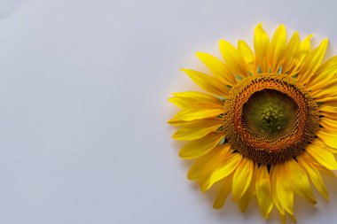 Beyaz arkaplanda sarı ayçiçeği.