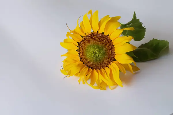 Gelbe Blume Auf Weißem Hintergrund — Stockfoto