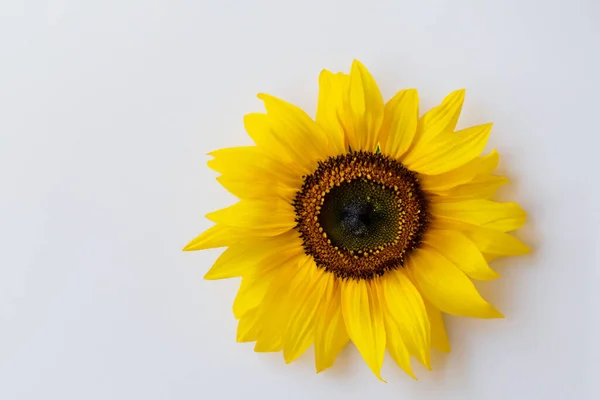 Vackra Solrosor Med Blomma Vit Bakgrund — Stockfoto