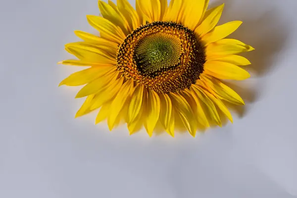 Nahaufnahme Einer Schönen Sonnenblume Auf Weißem Hintergrund — Stockfoto