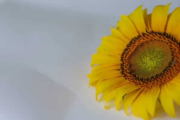 Schöne Gelbe Gerbera Auf Weißem Hintergrund Nahaufnahme — Stockfoto