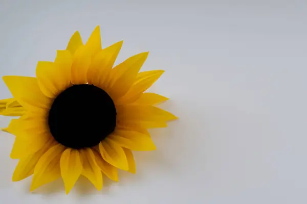Жовта Квітка Соняшник Білому Тлі — стокове фото