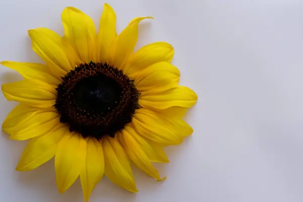 Sonnenblume Garten — Stockfoto