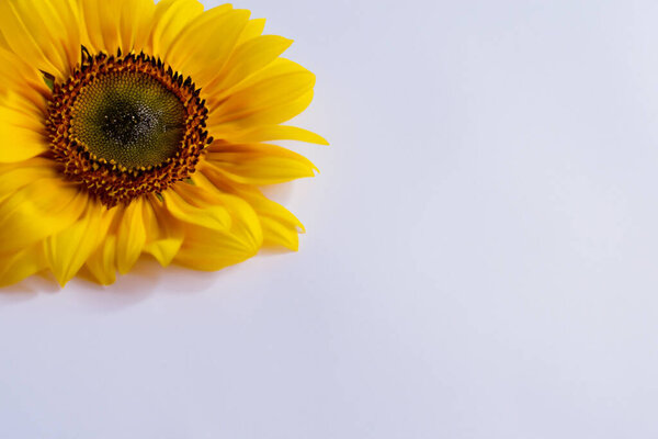 yellow sunflower with white background