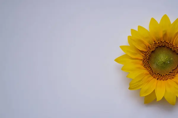 sunflower on a white background. close - up. top view.