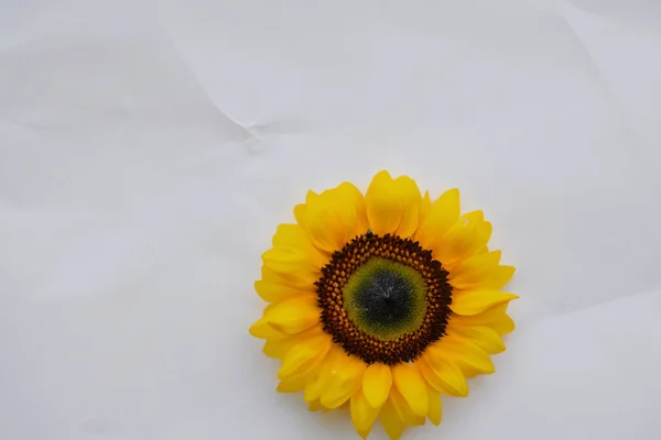 Крупним Планом Знімок Соняшника Білому Тлі Копійкою — стокове фото