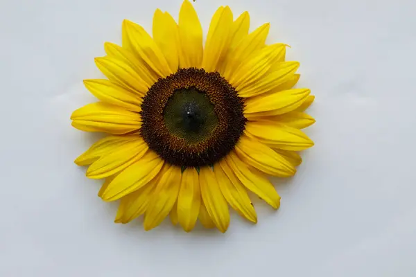 Sonnenblume Mit Gelben Blütenblättern Auf Weißem Hintergrund Ansicht Von Oben — Stockfoto