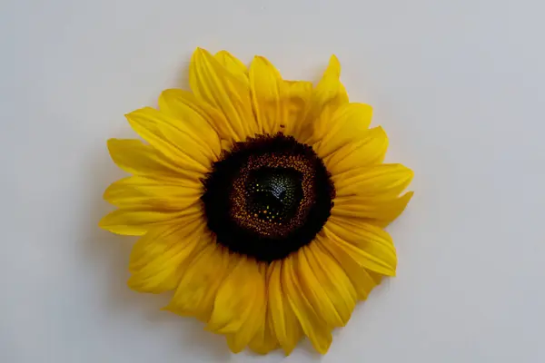 Sonnenblume Mit Samen Auf Weißem Hintergrund — Stockfoto