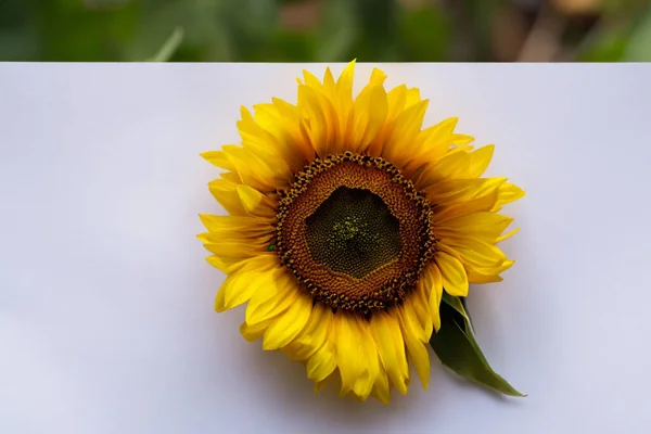 Вид Красивий Соняшник — стокове фото