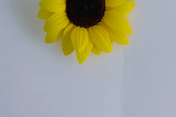 Gele Bloem Met Een Druppel Water — Stockfoto