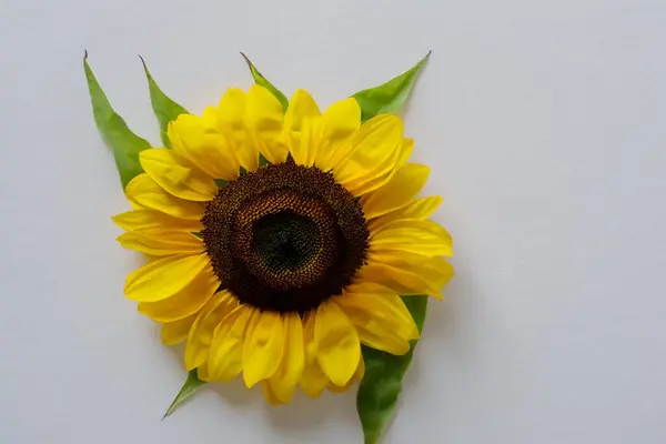 Sunflower Ізольовано Білому Тлі — стокове фото