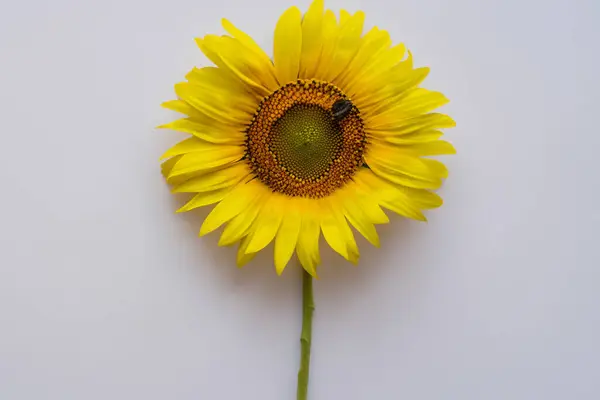 Вертикальний Крупним Планом Знімок Красивого Соняшника Жовтим Тлом — стокове фото