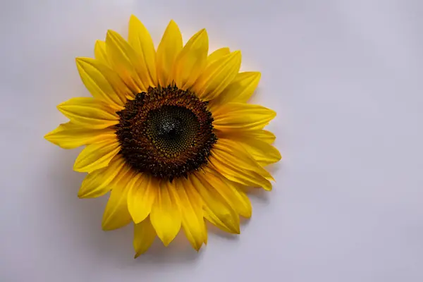 Vacker Solros Med Blomma Vit Bakgrund — Stockfoto