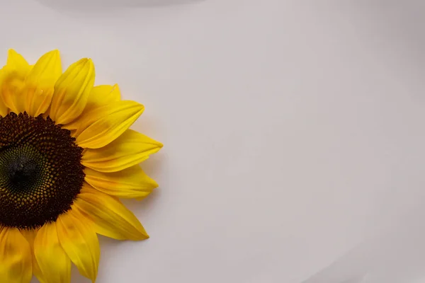 Красиві Соняшники Білому Тлі — стокове фото